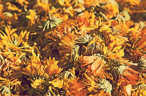 ミシガンの夏の花は在来種が簡単！おすすめ5選と育て方のコツ
