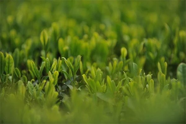 雑草が教える土壌の秘密：たった11種類で庭の状態がわかる実践的ガイド