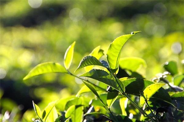 心の支えになる観葉植物4選！実体験から厳選したおすすめ