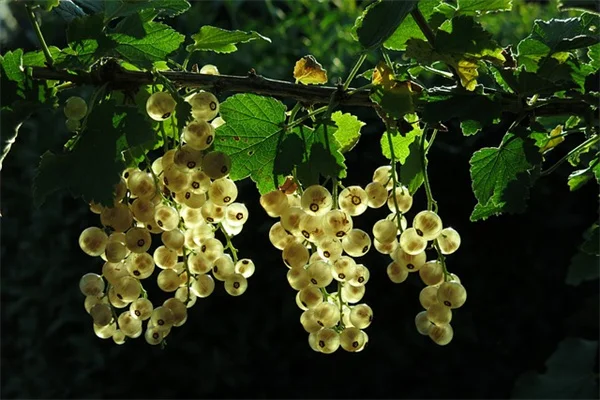 9月の花がら摘みで秋の庭を復活させる11の植物