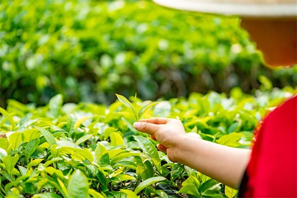 酢の除草剤、使う前に知っておきたい3つのリスクと正しい使い方