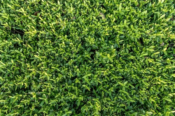 ホリデーカクタスの見分け方、あなたの鉢植えはどっち？